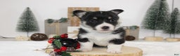 Welsh Corgi Pembroke dogs for sale: Abby - Ad 1