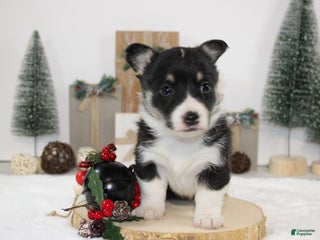 Welsh Corgi Pembroke dogs Abby - Ad 8