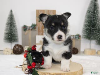 Welsh Corgi Pembroke dogs Abby - Ad 7