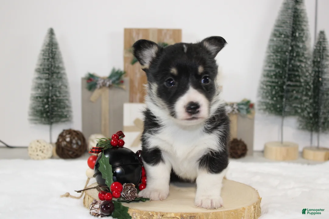 Welsh Corgi Pembroke dogs for sale: Buddy - Ad 10