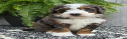 Mini Bernedoodle dogs for sale: Mini Jax - Ad 15