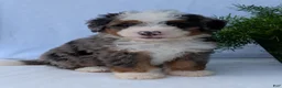 Mini Bernedoodle dogs for sale: Mini Louie  - Ad 14