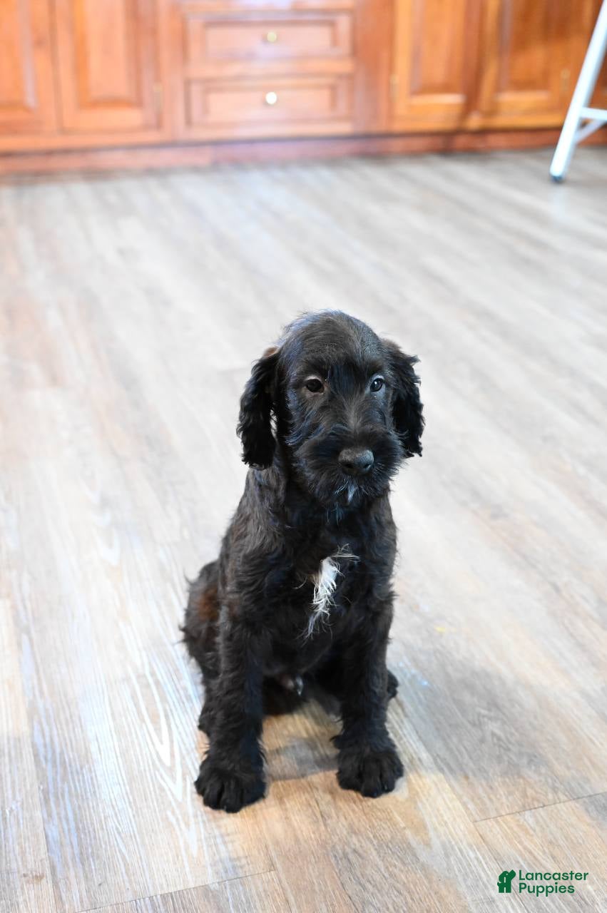 Mixed Breed dogs Geyser - Ad 1