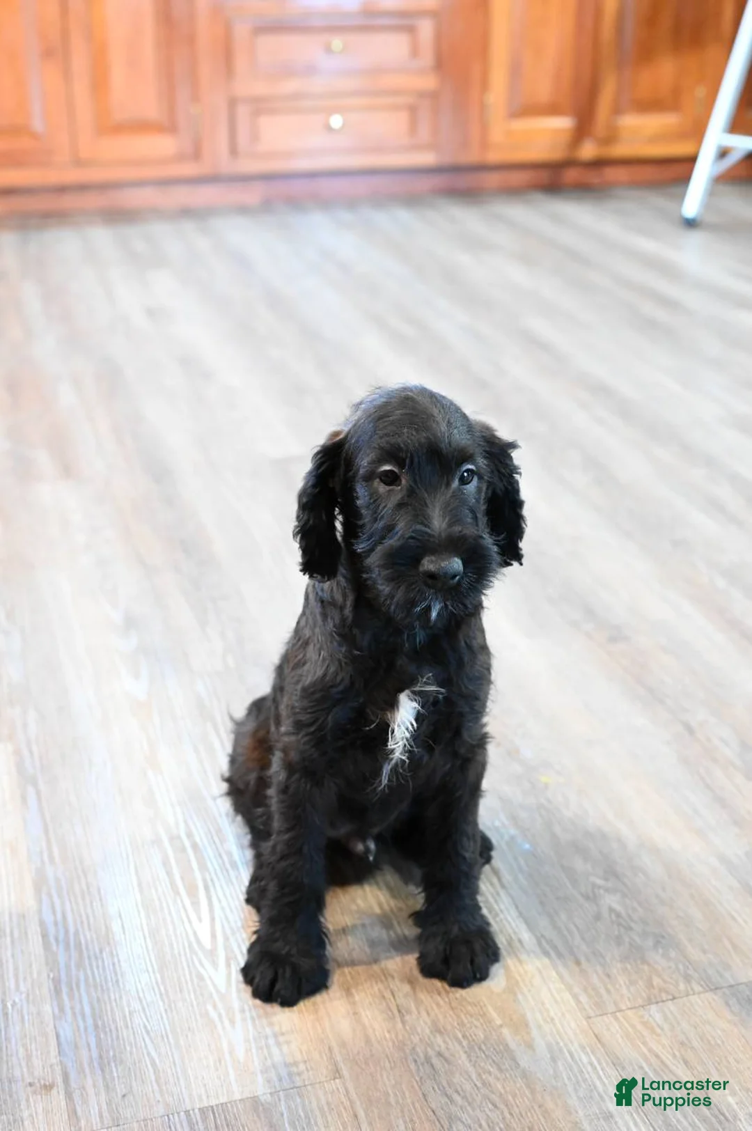 Mixed Breed dogs for sale: Geyser - Ad 1