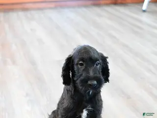 Mixed Breed dogs for sale: Geyser - Ad 4