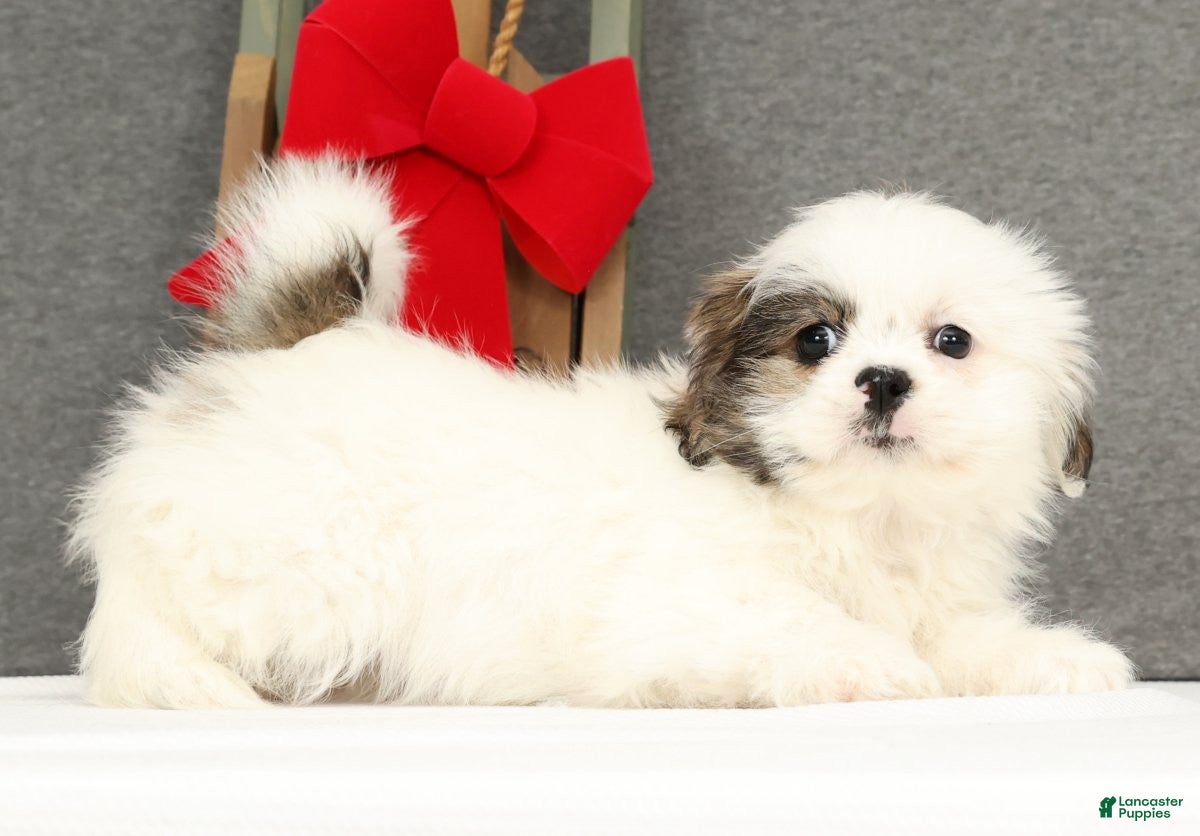 Lhasa Apso dogs Fiona - Ad 3