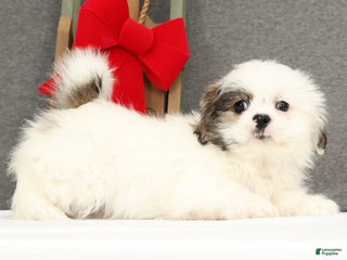Lhasa Apso dogs Fiona - Ad 3