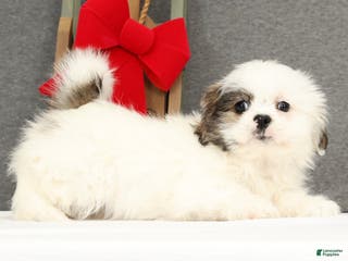 Lhasa Apso dogs Fiona - Ad 4