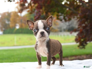 Boston Terrier dogs - Ad 30
