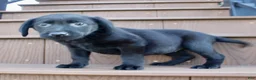 Labrador Retriever dogs for sale: Bonnie - Ad 6