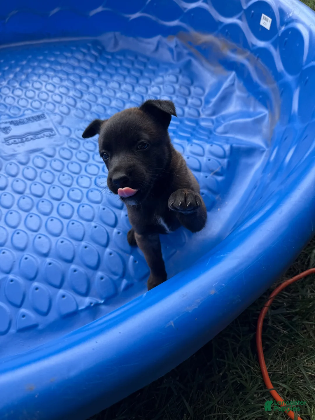 Belgian Malinois dogs for sale: Belgian Malinois 3 - Ad 1