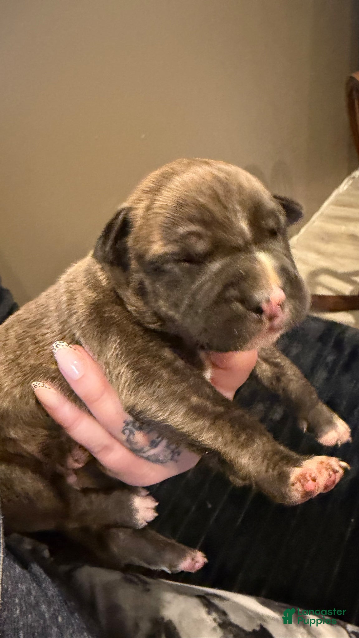 Mixed Breed dogs Mixed Breed Puppy 1 - Ad 27