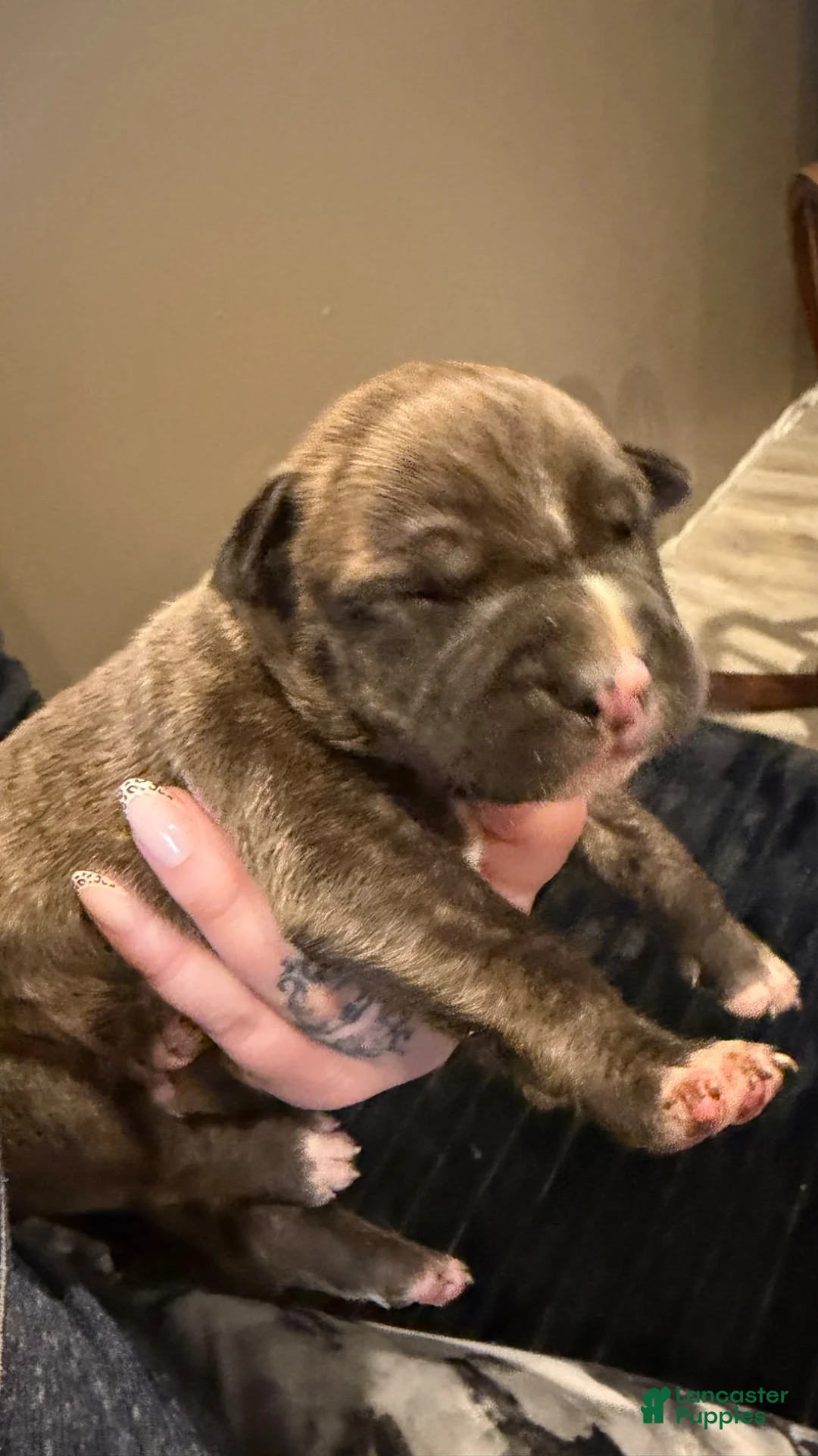 Mixed Breed dogs for sale: Mixed Breed Puppy 1 - Ad 1