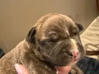 Mixed Breed dogs Mixed Breed Puppy 1 - Ad 27