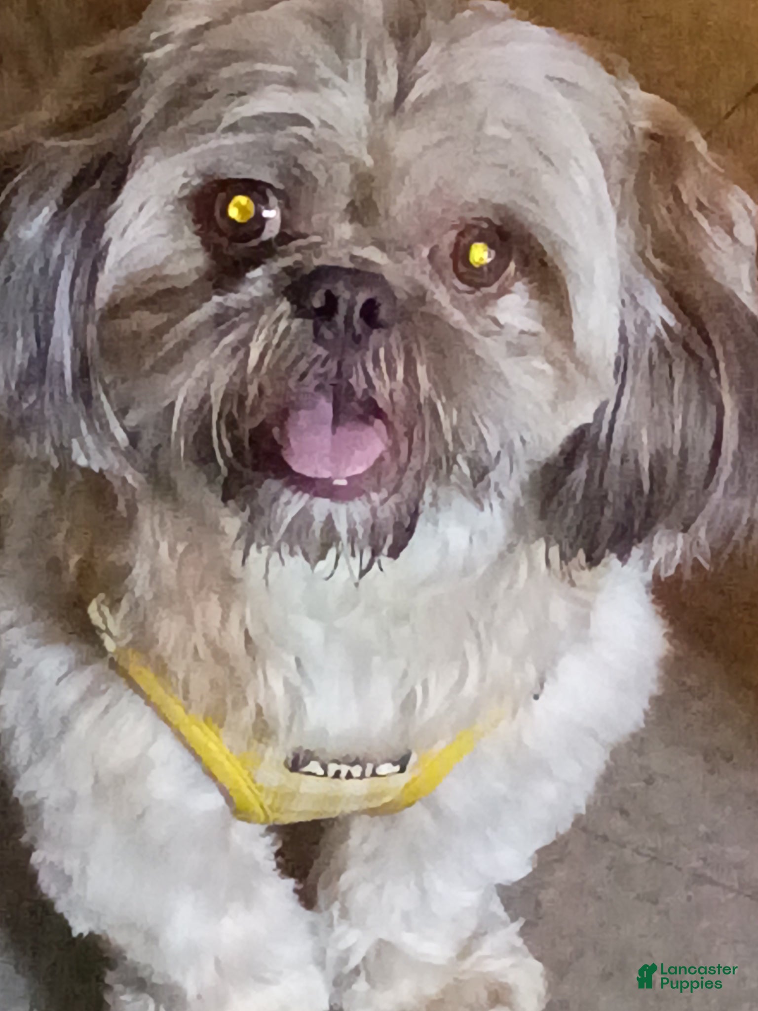 Shih Tzu dogs for stud: Liver dilute chocolate/Blue Shihtzu Stud only CKC - Ad 4