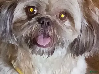 Shih Tzu dogs for stud: Liver dilute chocolate/Blue Shihtzu Stud only CKC - Ad 4