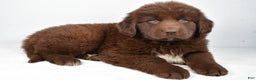 Newfoundland dogs for sale: Harper - Ad 3