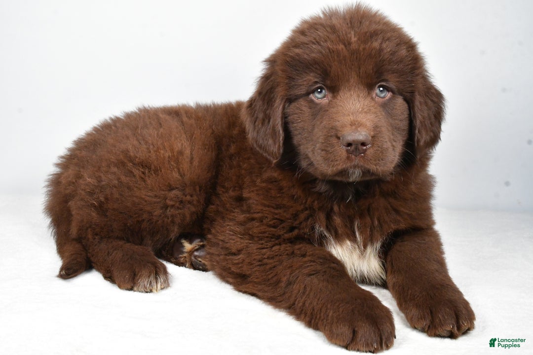 Newfoundland dogs for sale: Harper - Ad 3