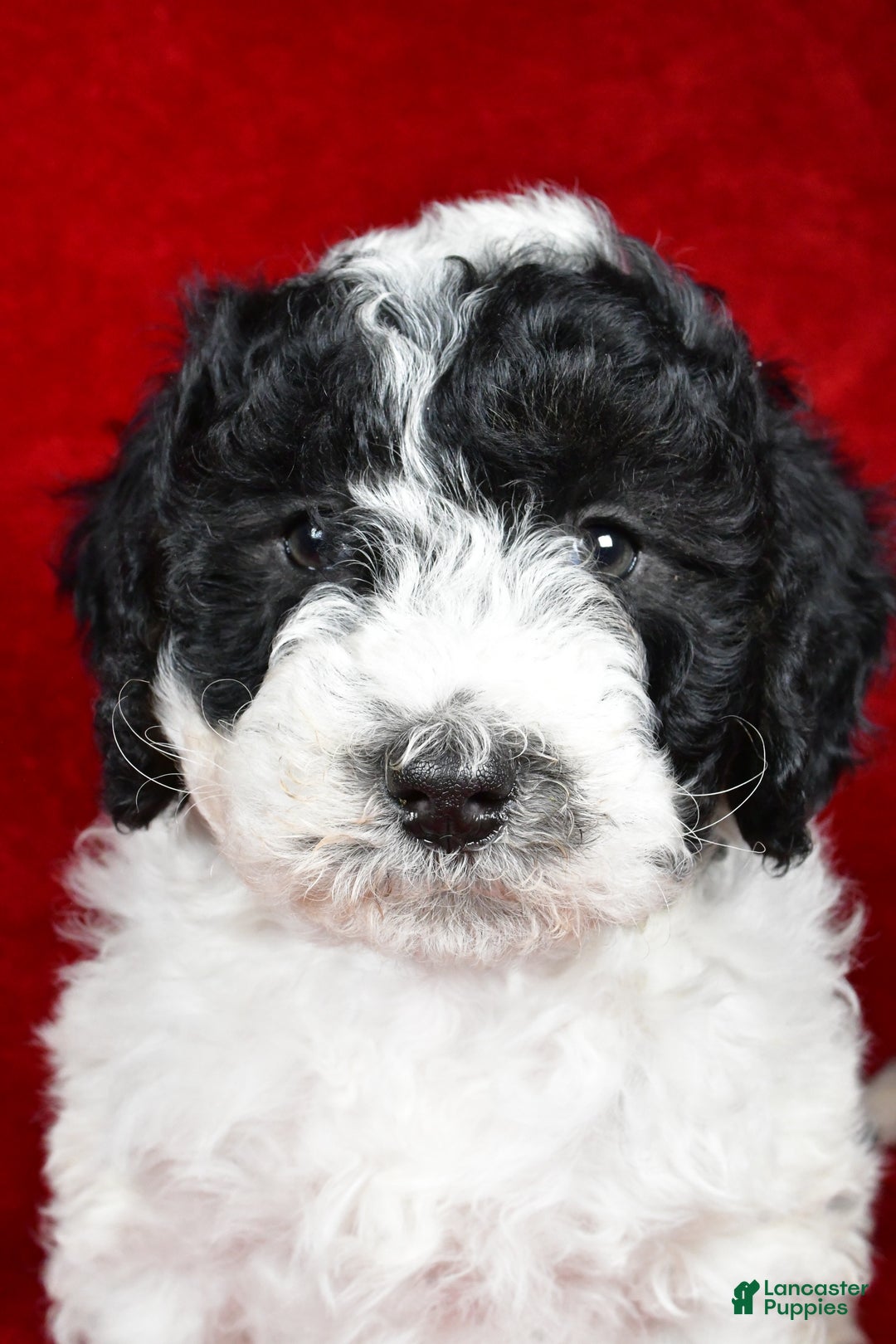 Mixed Breed dogs for sale: Sophie  - Ad 7