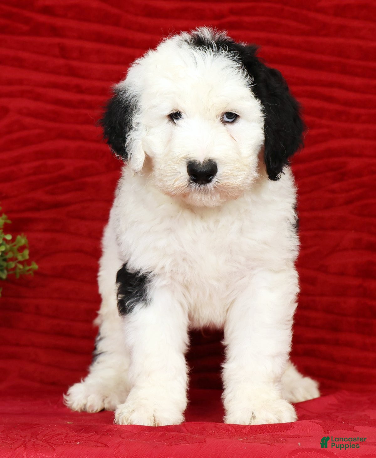 Sheepadoodle dogs Henry - Ad 1