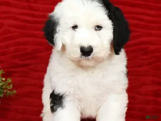 Sheepadoodle dogs for sale: Henry - Ad 1