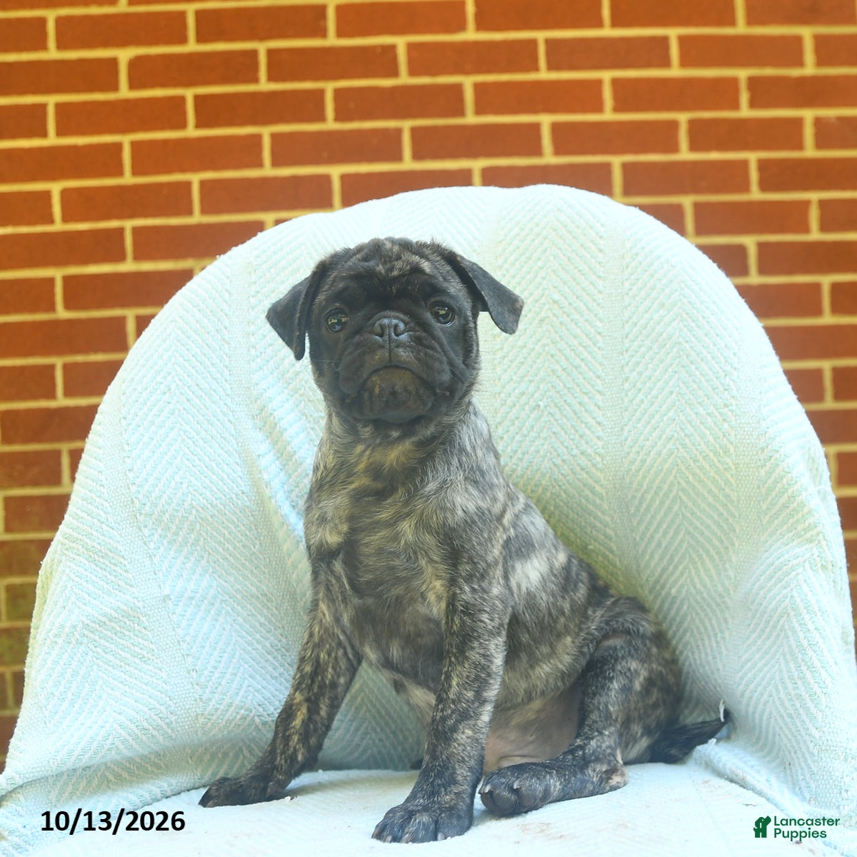 Pug dogs for sale: Pepsi - Ad 1