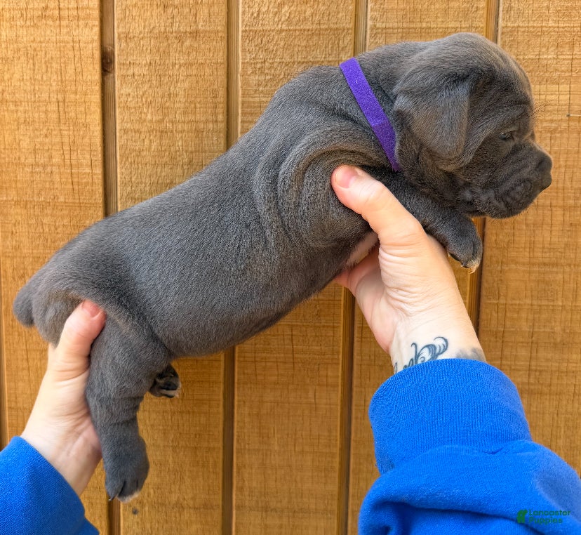 Cane Corso dogs Cane Corso Puppy 5 - Ad 1