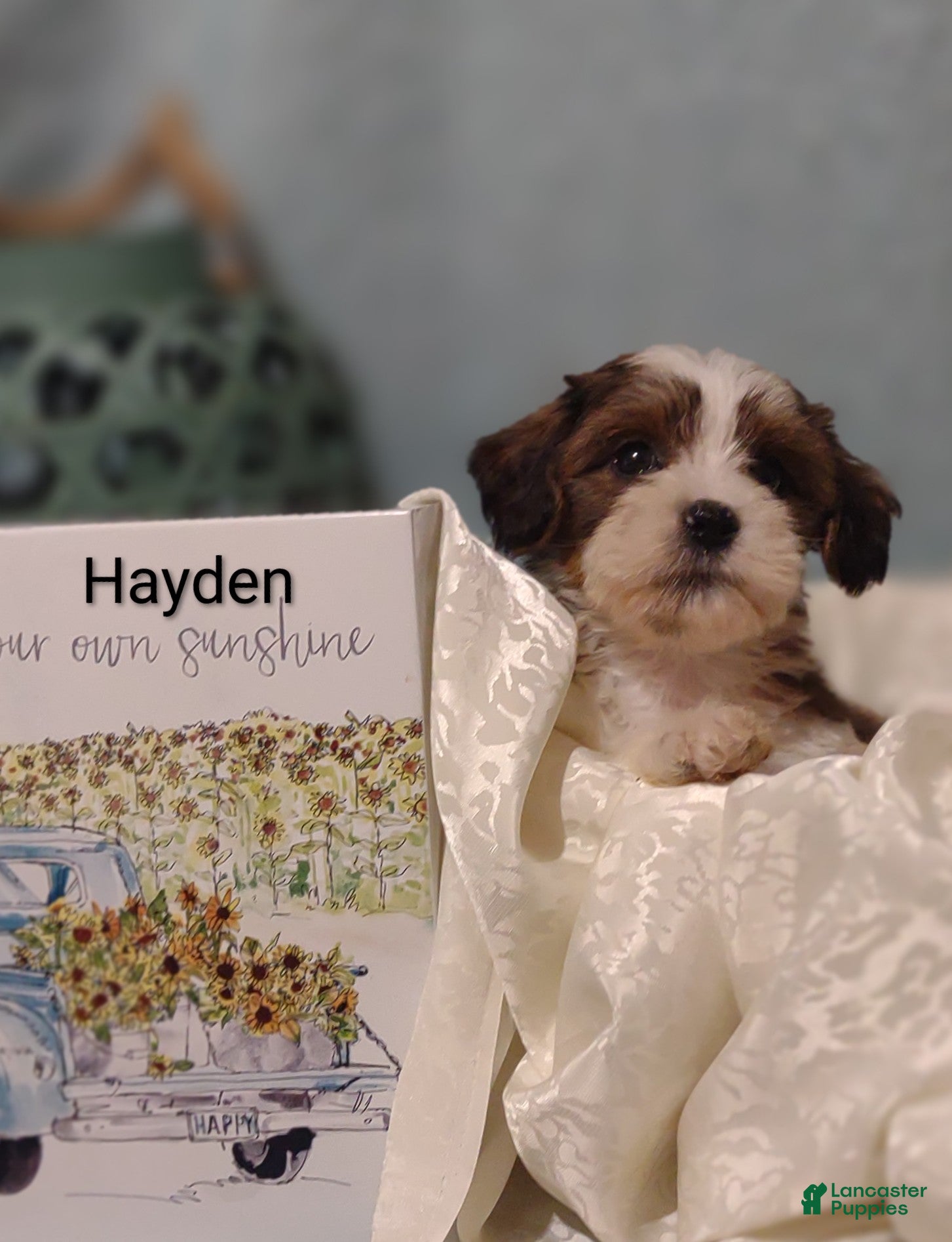 Mixed Breed dogs Mixed Breed 1 Hayden  - Ad 1