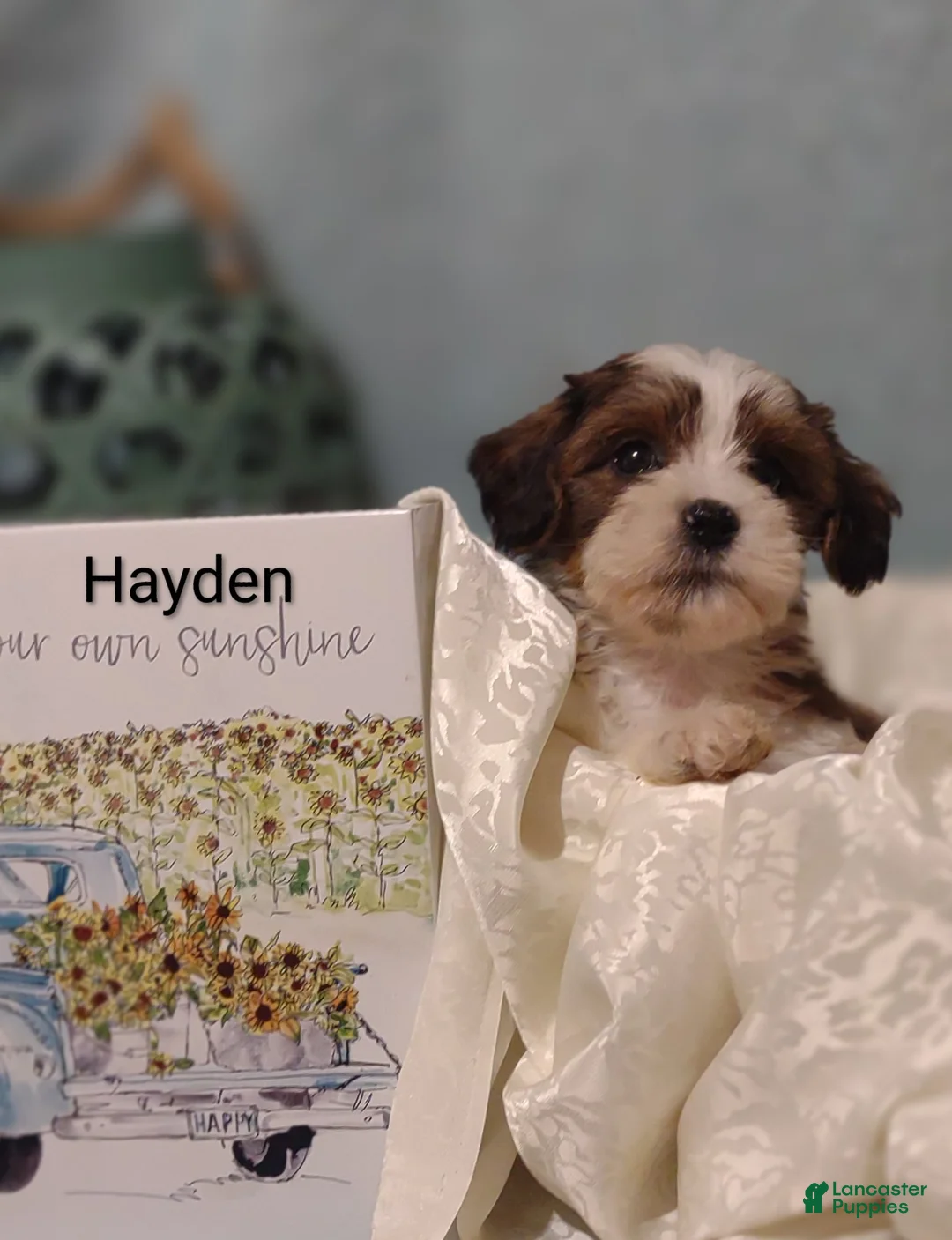 Mixed Breed dogs for sale: Mixed Breed 1 Hayden  - Ad 1