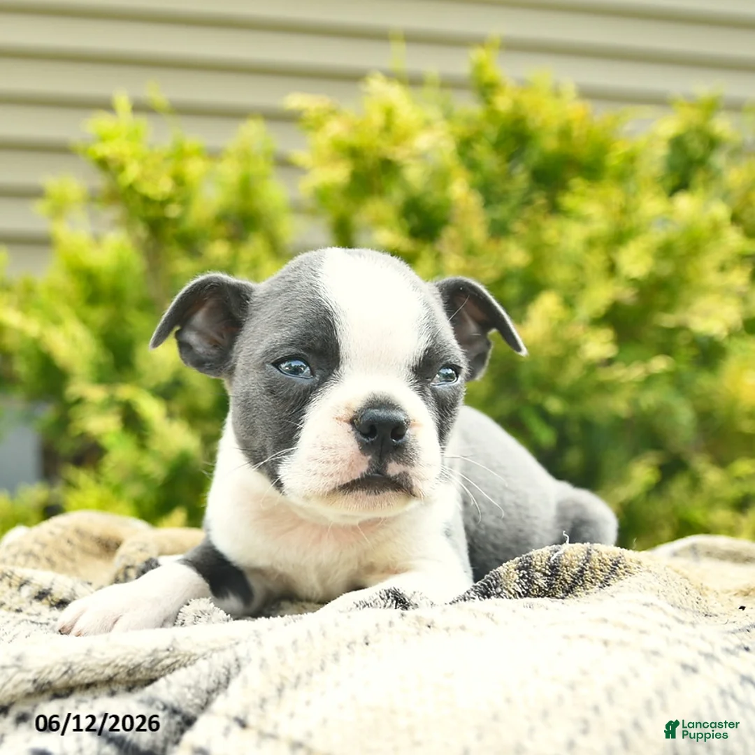 Boston Terrier dogs for sale: Bandit  - Ad 3