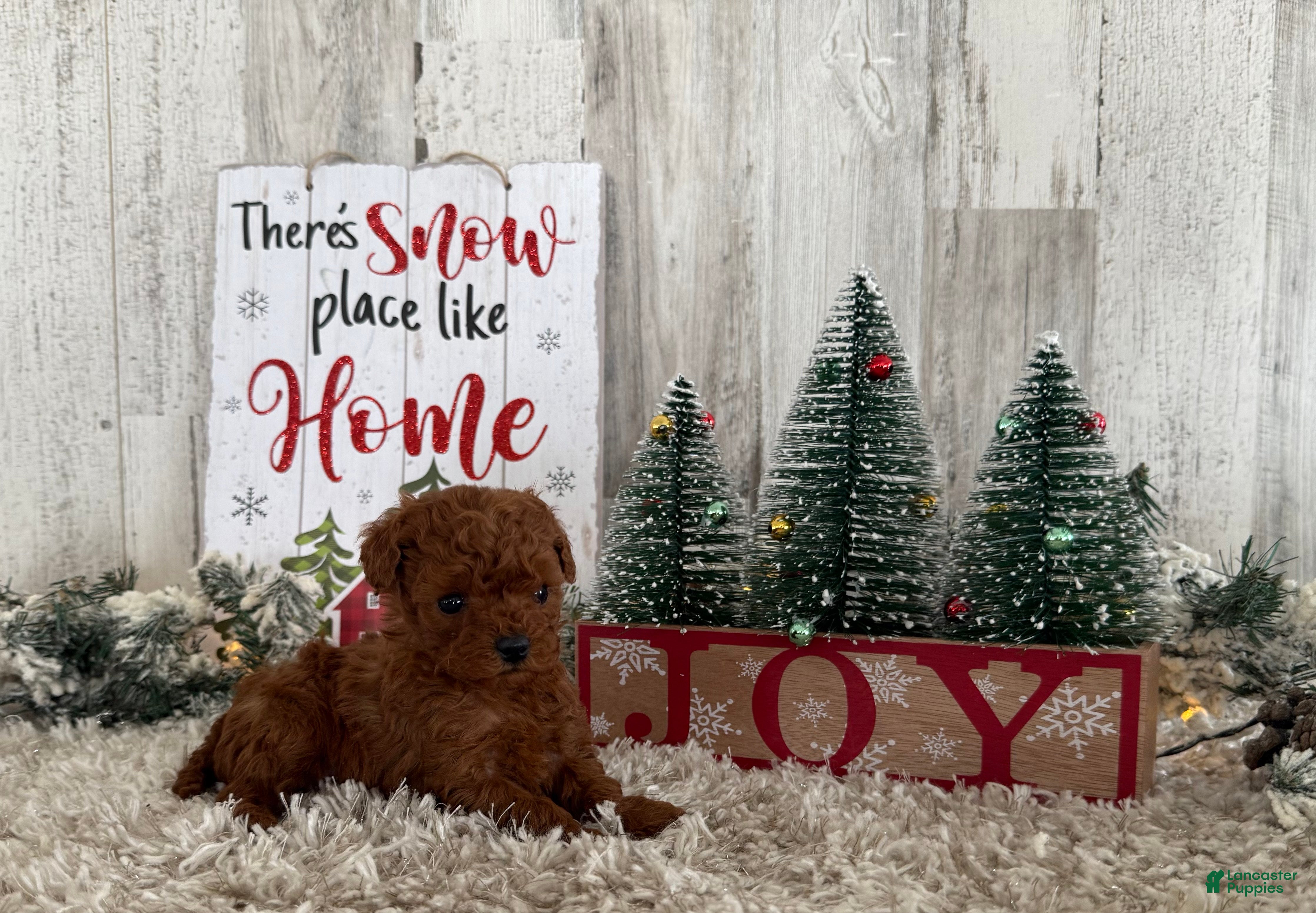 Cavapoo dogs Sage - Ad 33