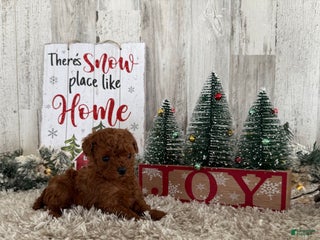 Cavapoo dogs Sage - Ad 38