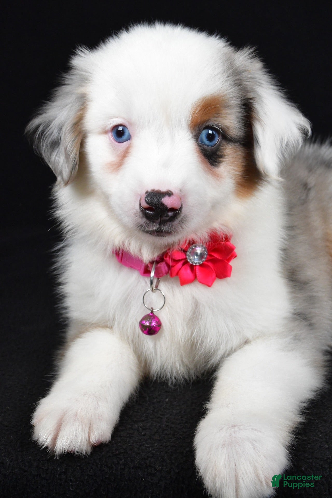 Miniature Australian Shepherd dogs Mia - Ad 2