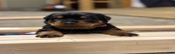 Rottweiler dogs for sale: Dash (docked tail)  - Ad 2