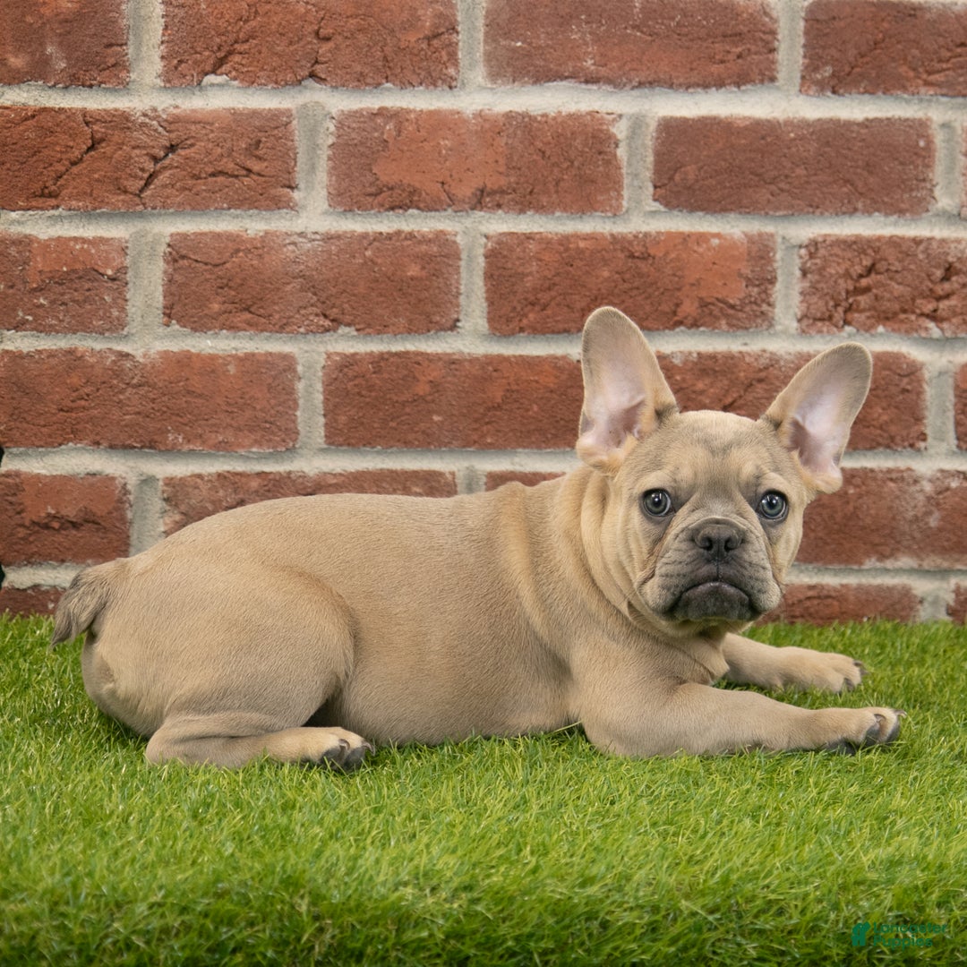 French Bulldog dogs for sale: Dash - Ad 4