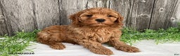 Cavapoo dogs for sale: Tanner - Ad 4