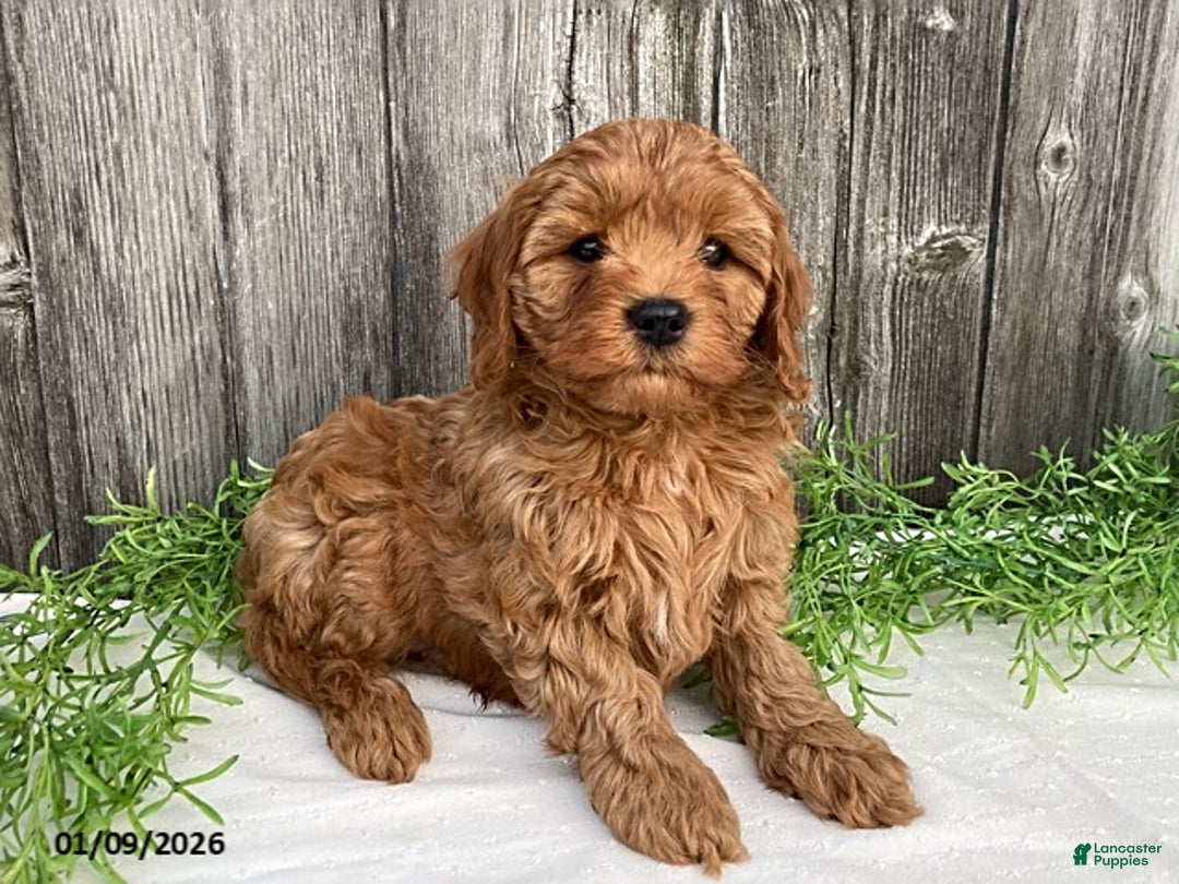 Cavapoo dogs for sale: Tanner - Ad 4