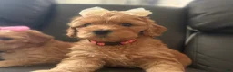 Mixed Breed dogs for sale: Lexie - Ad 2