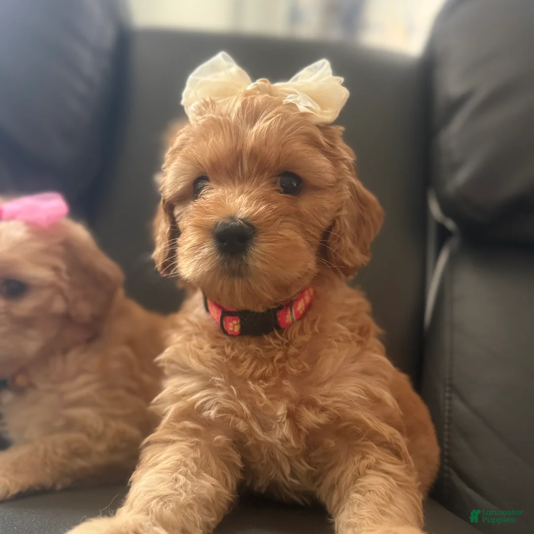 Mixed Breed dogs for sale: Lexie - Ad 2