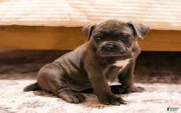 Mixed Breed dogs for sale: Clare - Image 3