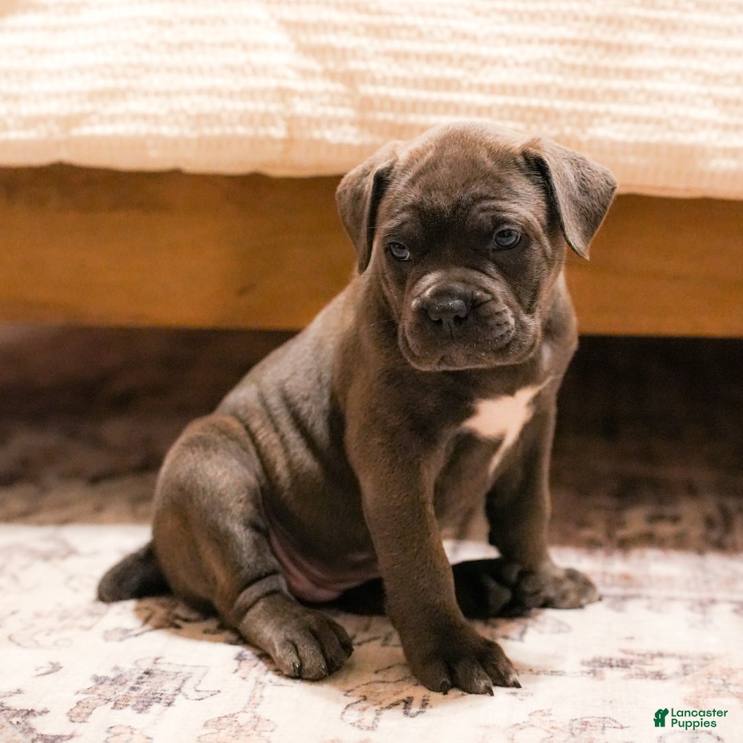 Mixed Breed dogs for sale: Clare - Image 3