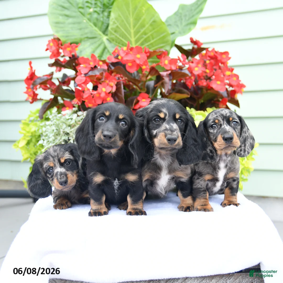 Miniature Dachshund dogs for sale: Oliver - Ad 2