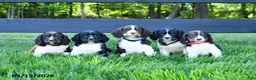 English Springer Spaniel dogs for sale: Ginger - Ad 5