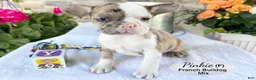 Mixed Breed dogs for sale: Pinkie - Ad 1