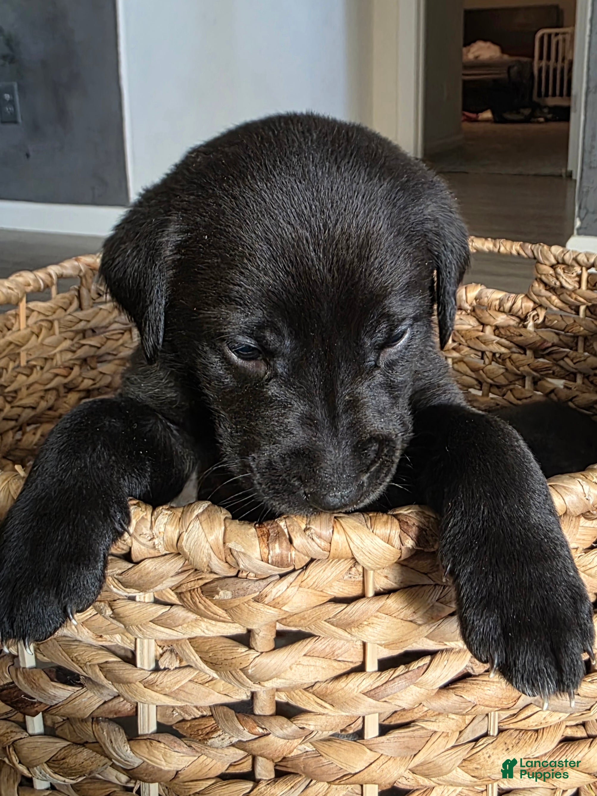 Labradoodle dogs Loki - Ad 4