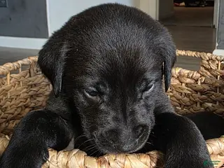 Labradoodle dogs Loki - Ad 4