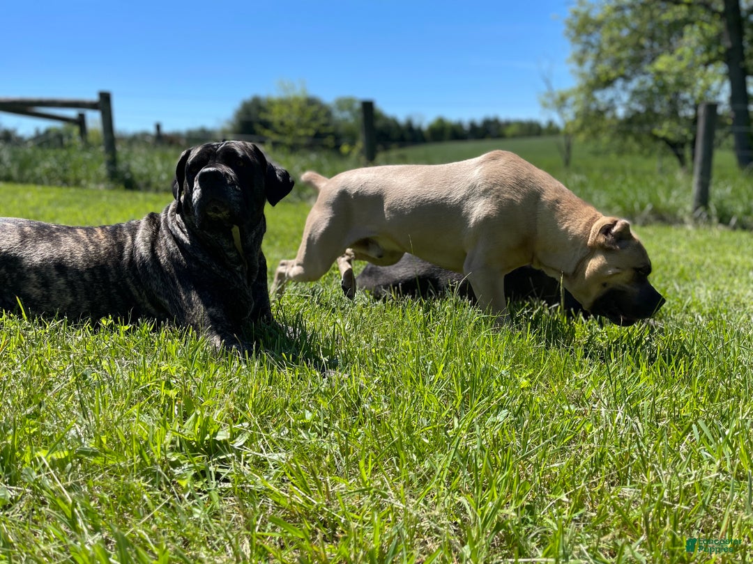 Gallery Image {{count}}