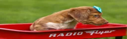 Miniature Dachshund dogs for sale: OLIVER - Ad 15