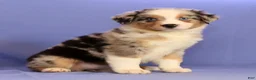 Miniature Australian Shepherd dogs for sale: Abby - Ad 6