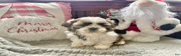Shih Tzu dogs for sale: Princess  - Ad 2